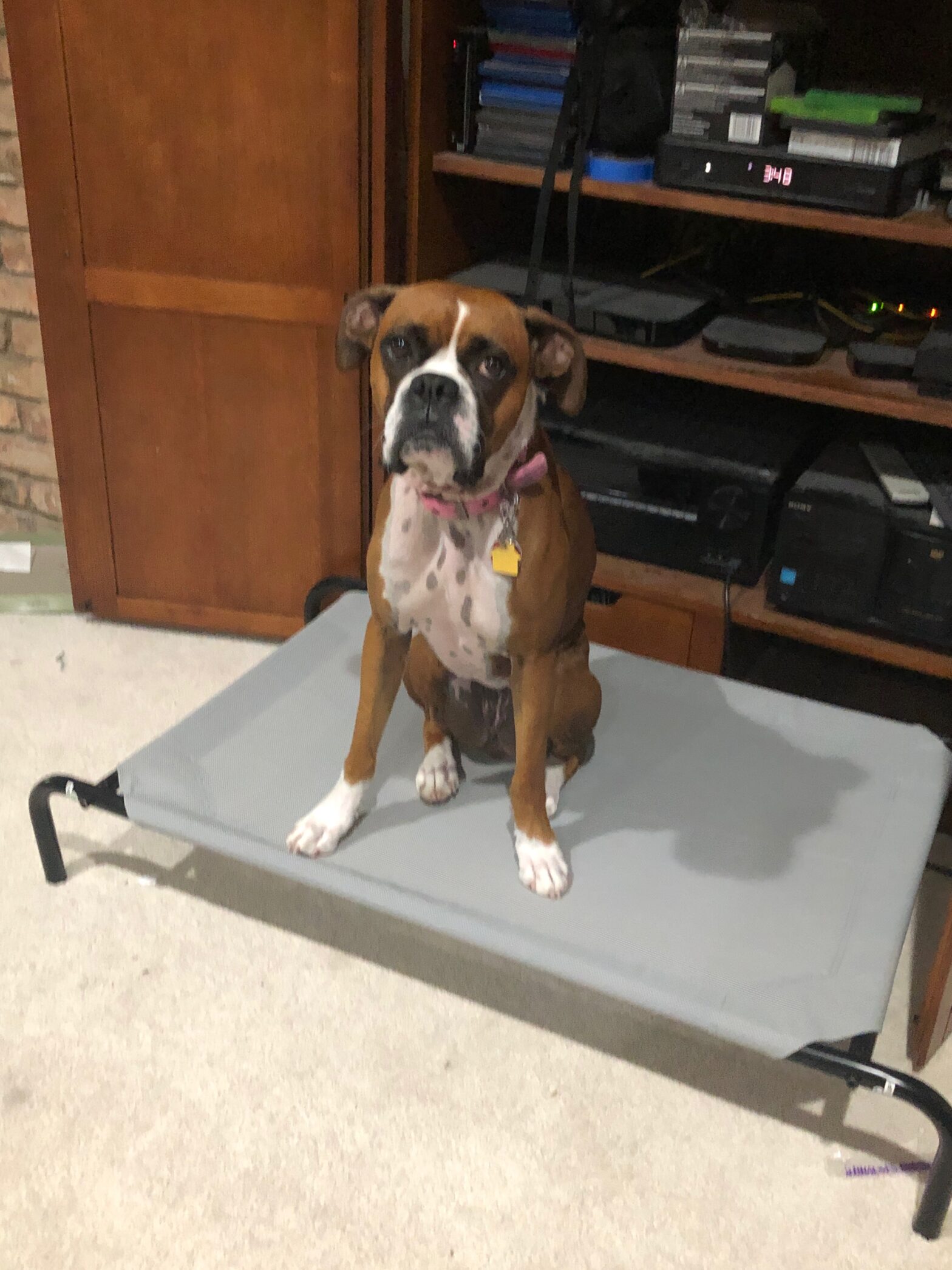 Dog Training